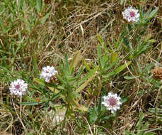 Plancia ëd Phyla cuneifolia (Torr.) Greene