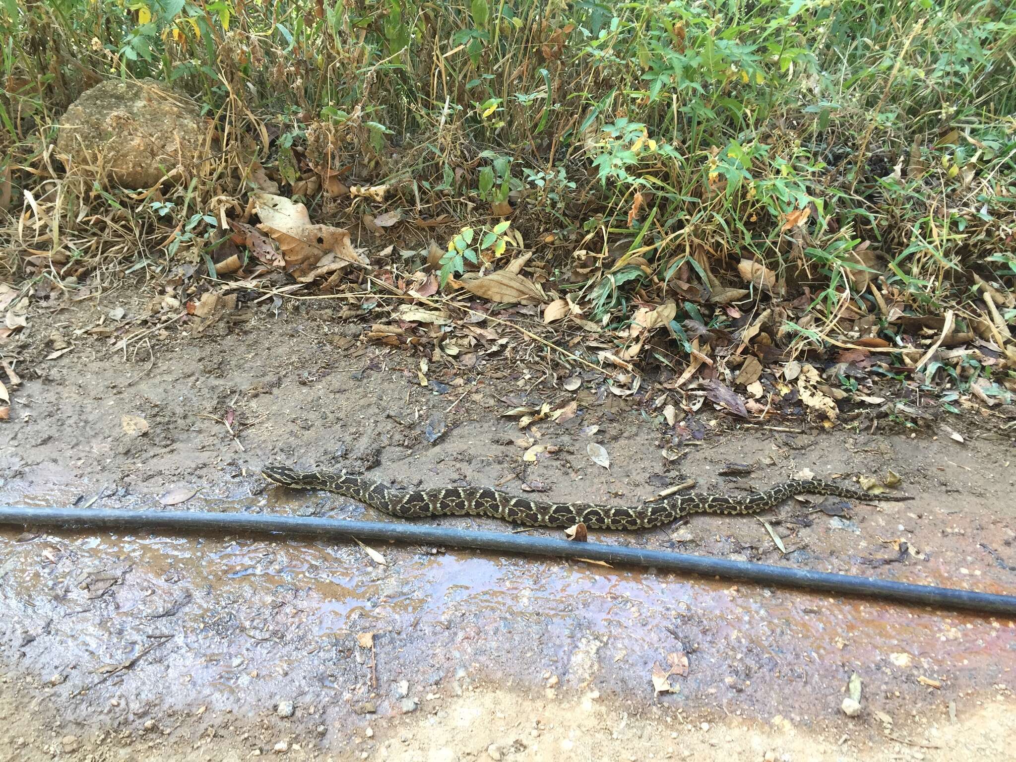 Слика од Bothrops fonsecai Hoge & Belluomini 1959