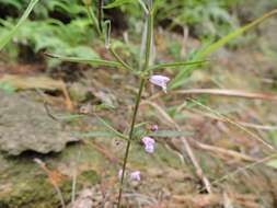 Image of Mosla soochouensis Matsuda