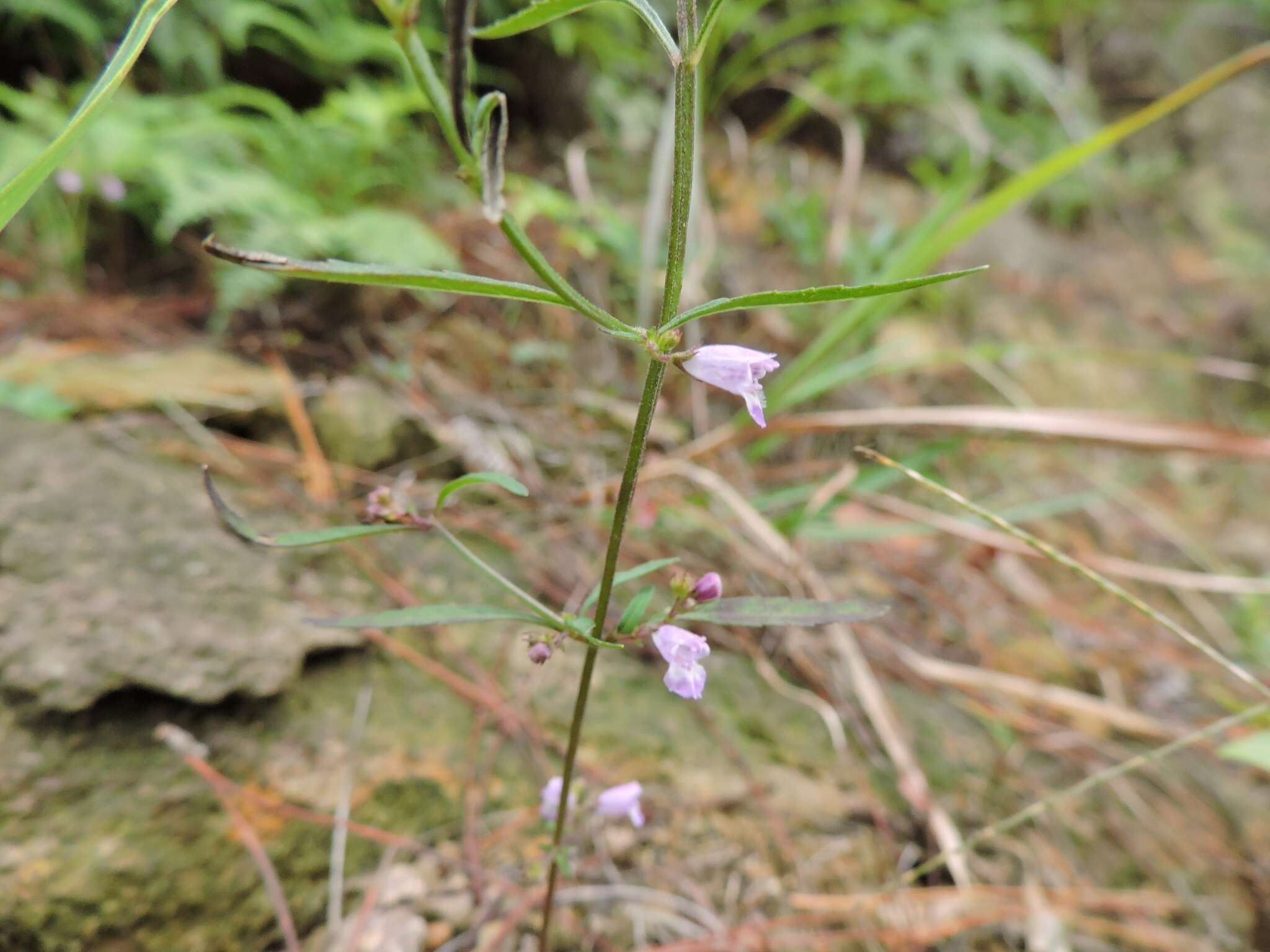 Image of Mosla soochouensis Matsuda