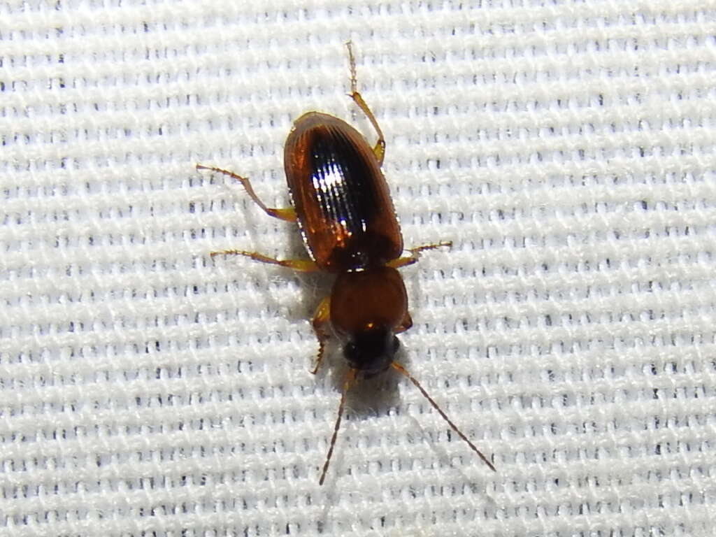 Image of LeConte's Seedcorn Beetle