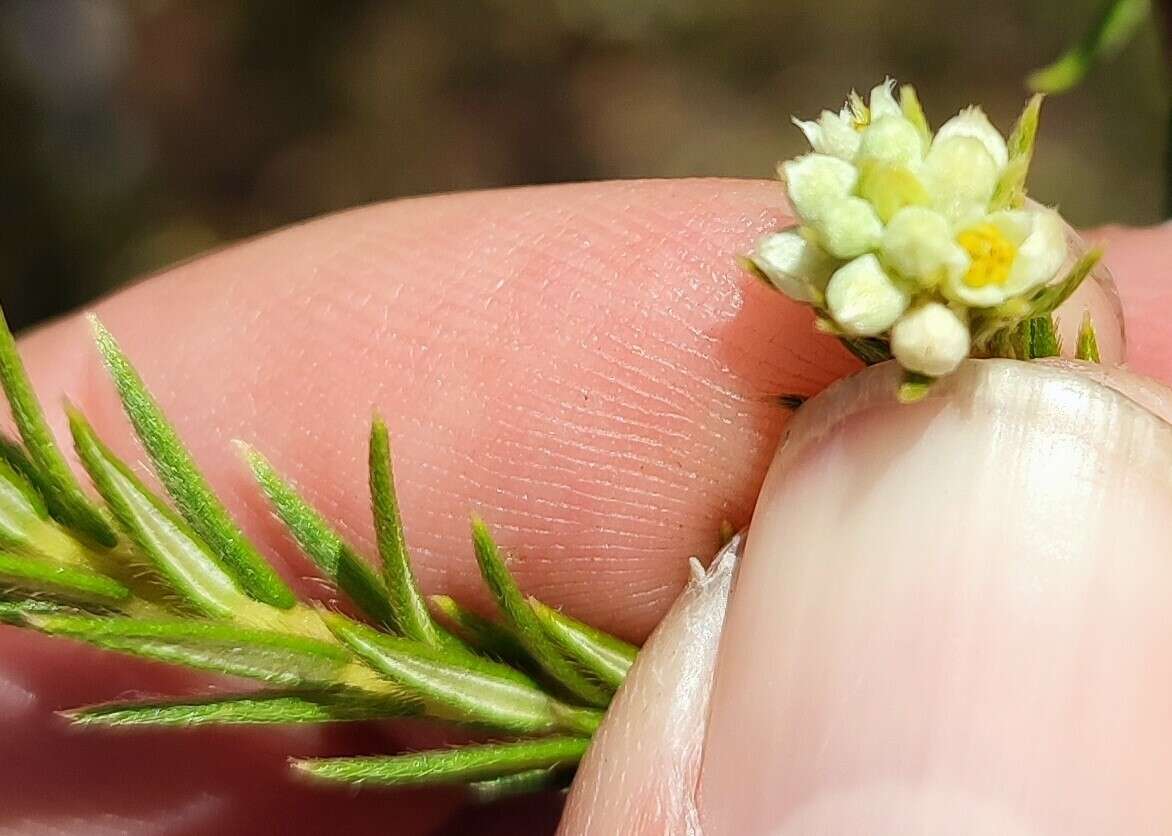 Image of Phylica excelsa Wendl.