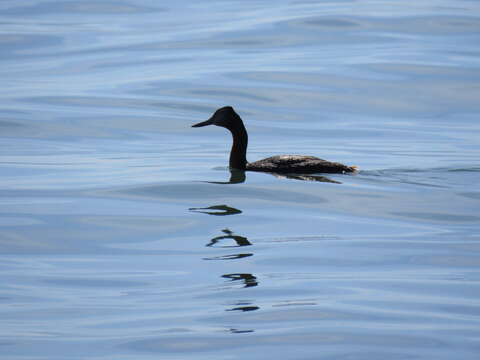 Image of Great Grebe