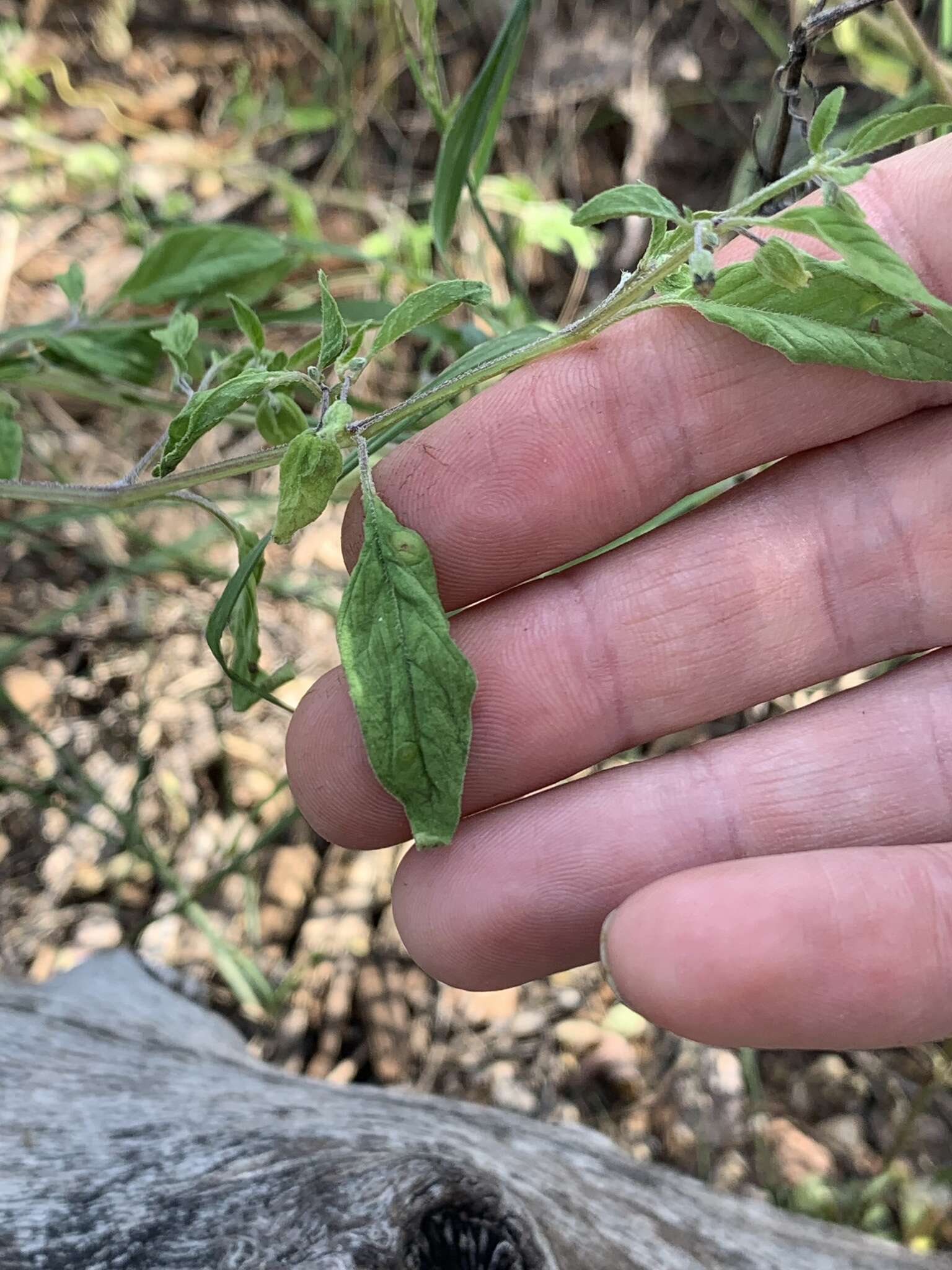 Plancia ëd Physalis solanacea (Schltdl.) B. Axelius