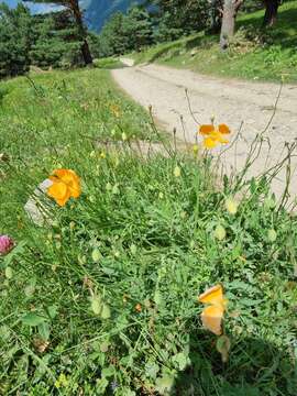 Image of Papaver oreophilum Rupr.