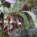 Plancia ëd Oncidium schroederianum (O'Brien) Garay & Stacy