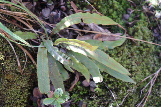 Image de Elaphoglossum paleaceum (Hook. & Grev.) Sledge