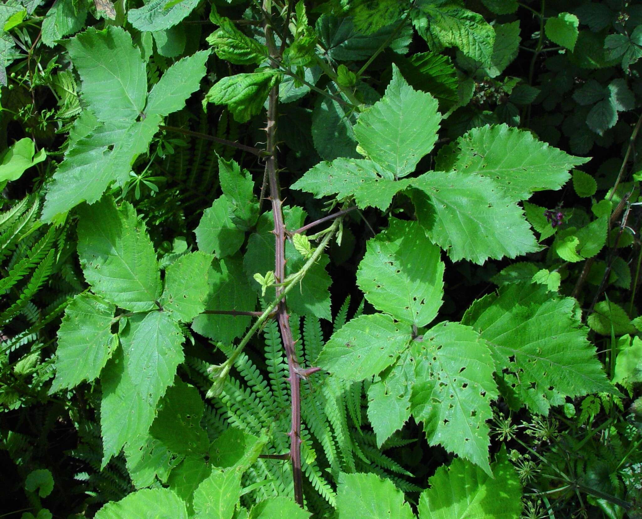 Image of Rubus incurvatus Bab.