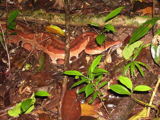 Image of Blood Python