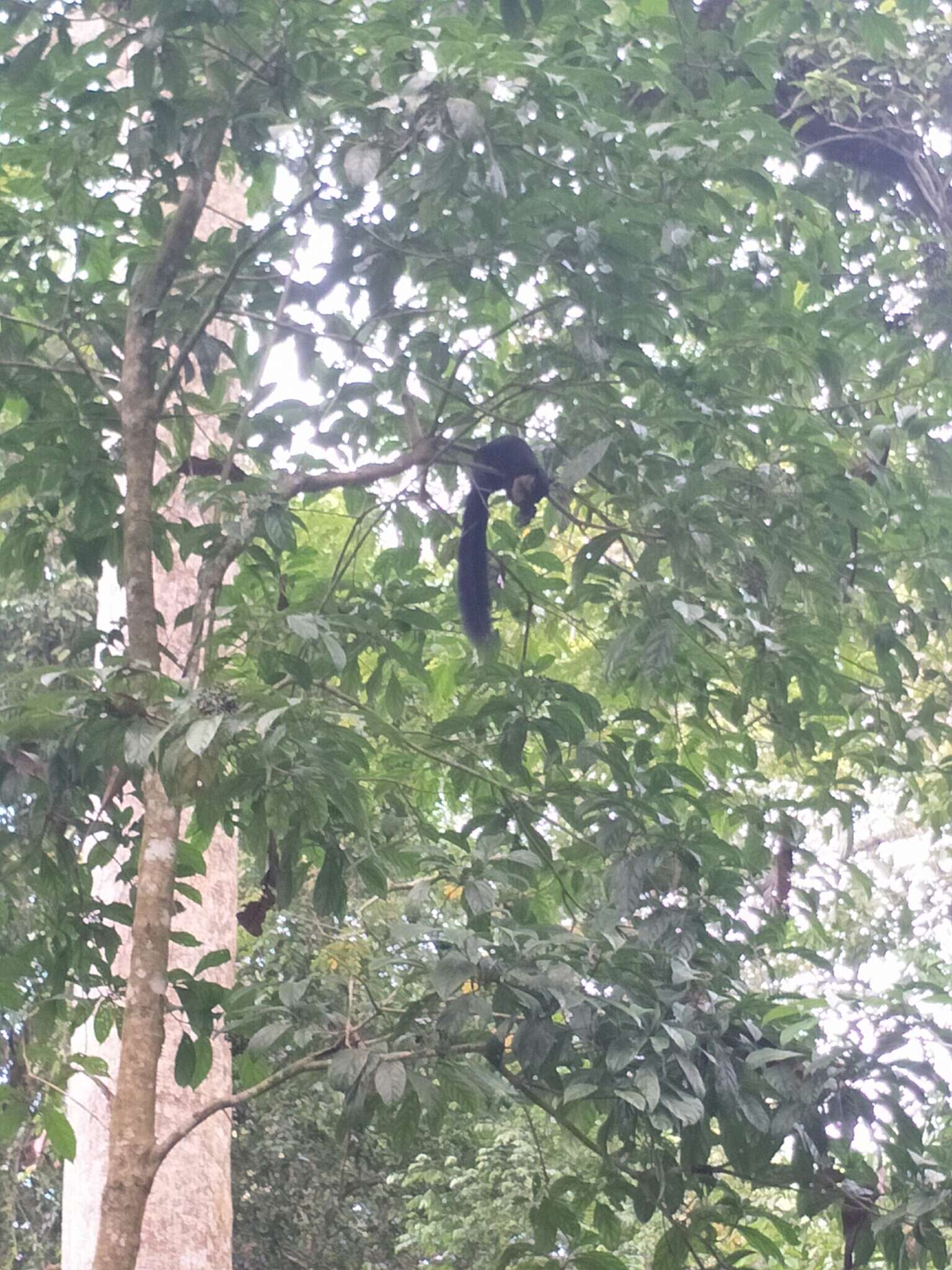 Image of Black Giant Squirrel