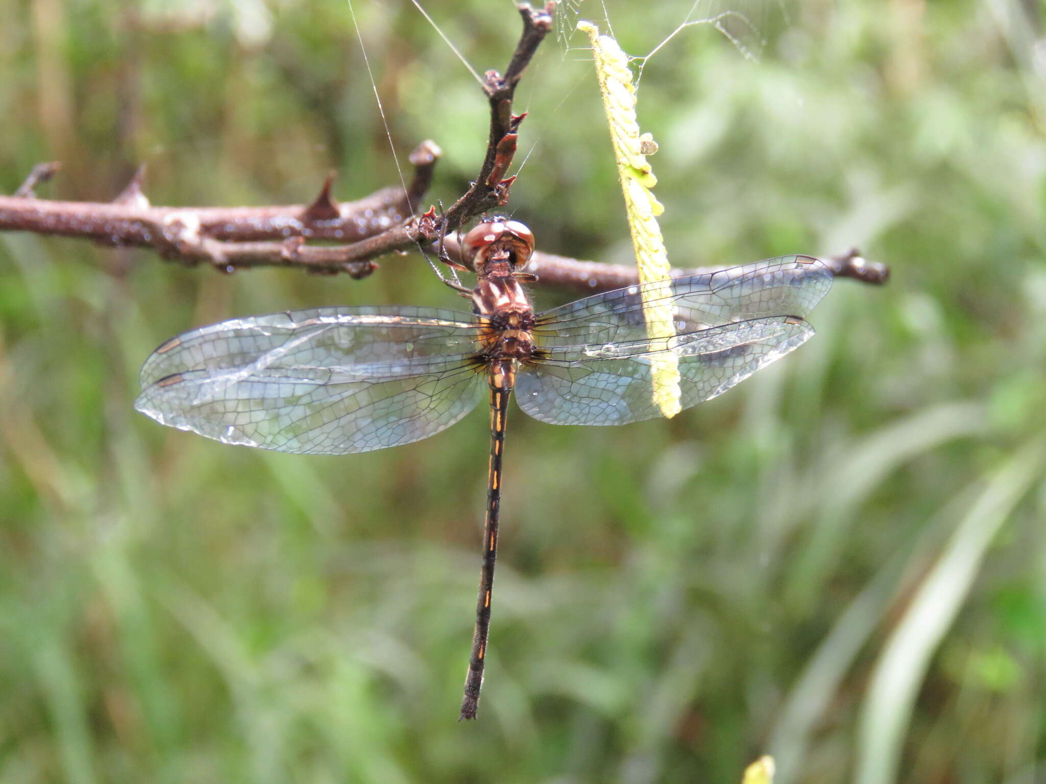 Слика од Macrothemis musiva Calvert 1898