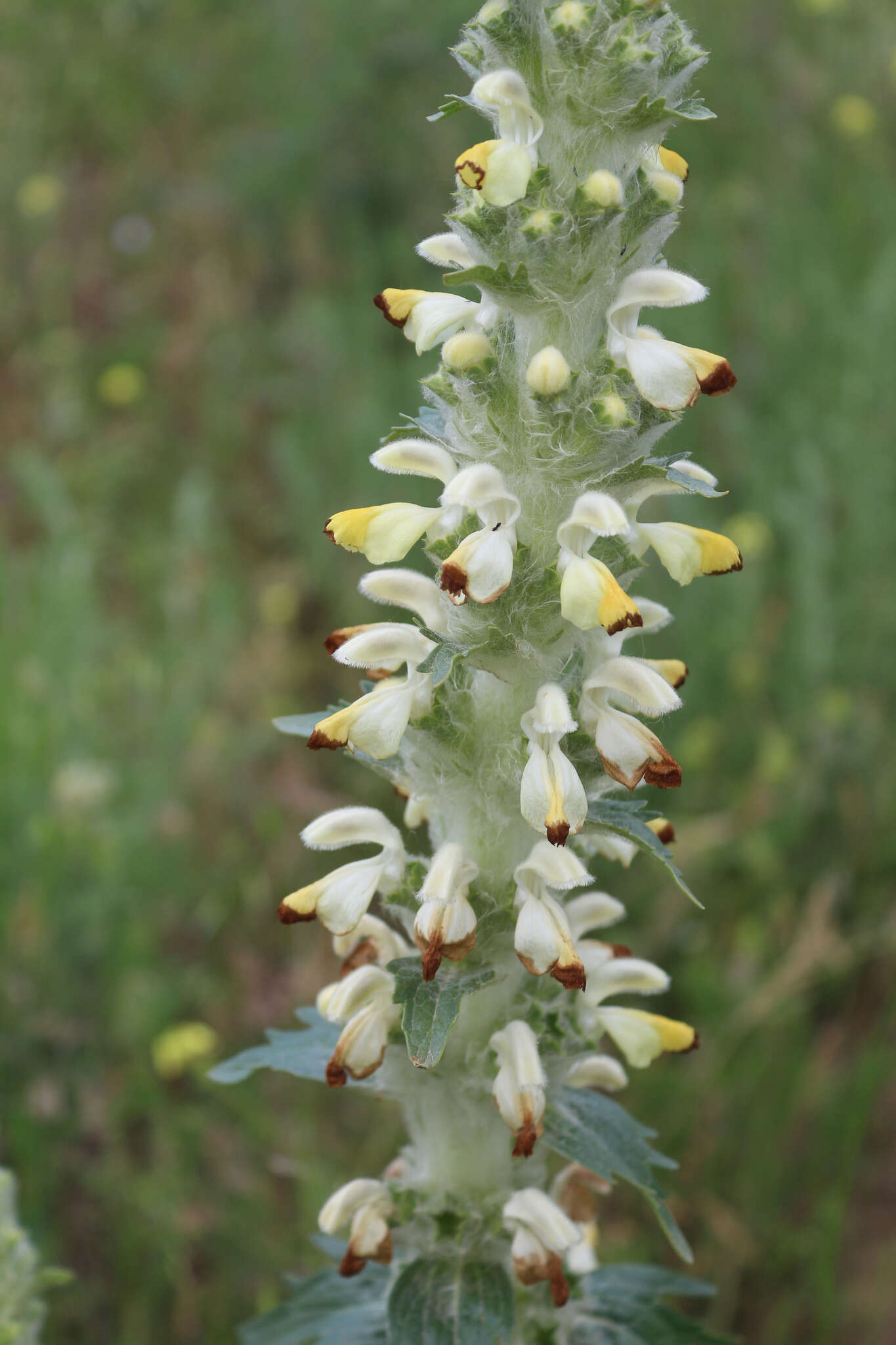 Image of Phlomoides laciniata (L.) Kamelin & Makhm.