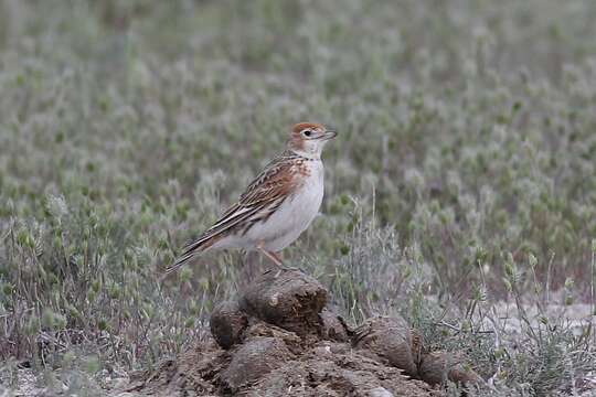 Image of White-winged Lark