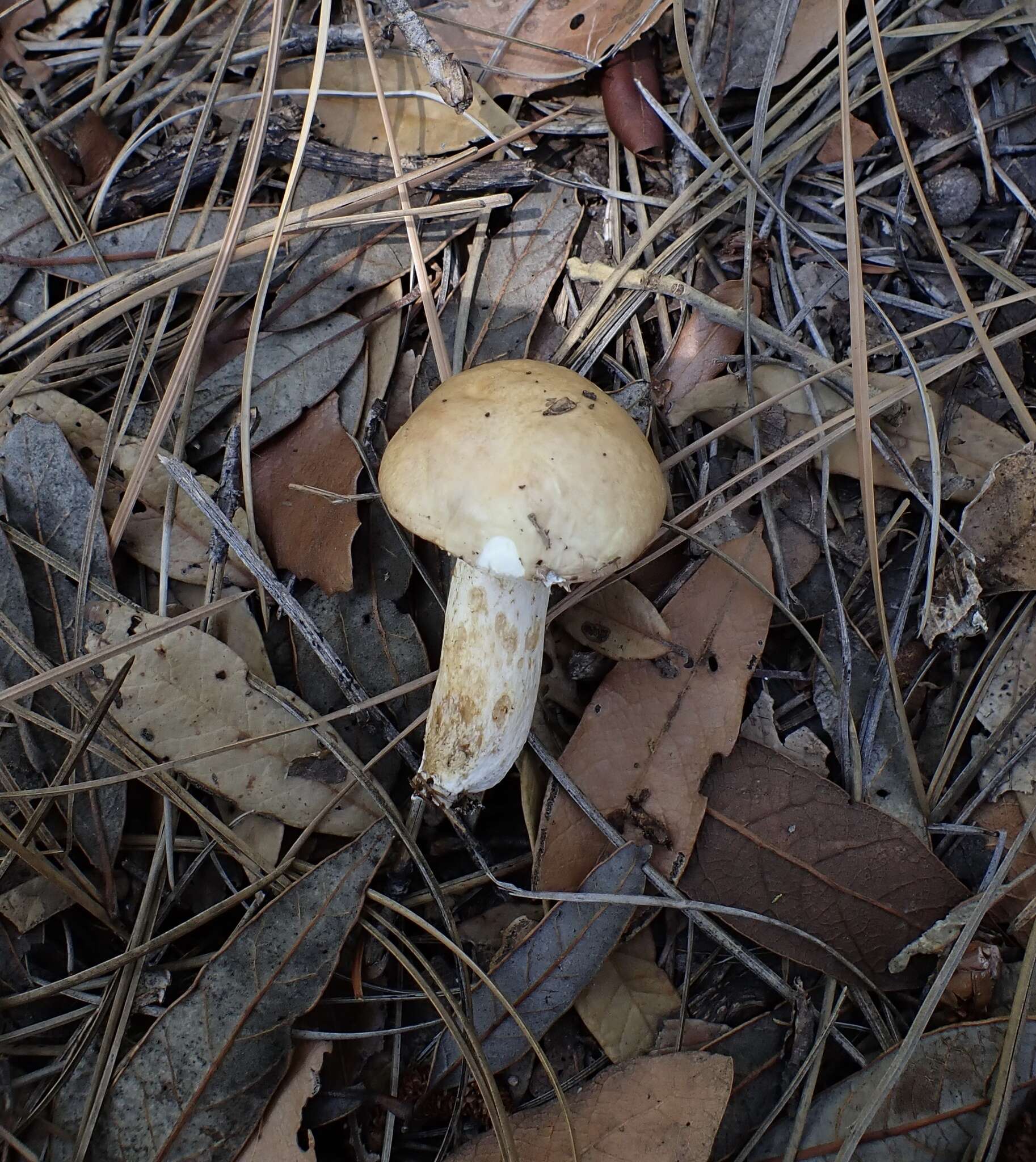 Plancia ëd Suillus occidentalis Thiers 1976