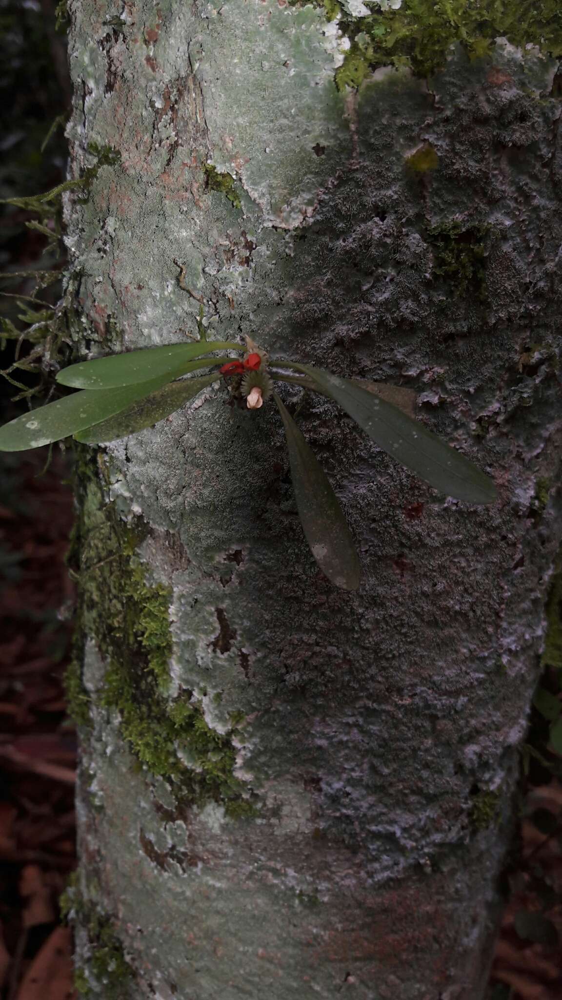 Image of Specklinia tribuloides (Sw.) Pridgeon & M. W. Chase