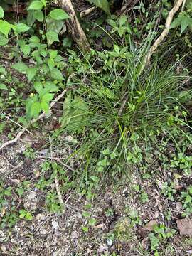 Imagem de Scleria lithosperma (L.) Sw.