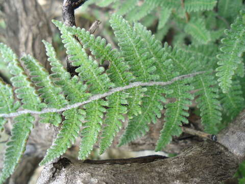 Image de Notholaena aschenborniana Kl.