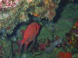 Image of Blacktip Soldierfish