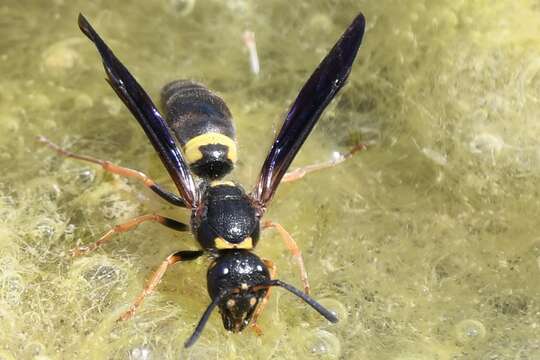 Image of Ancistrocerus unifasciatus (de Saussure 1853)