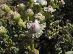 Imagem de Stoeberia frutescens (L. Bol.) E. van Jaarsveld