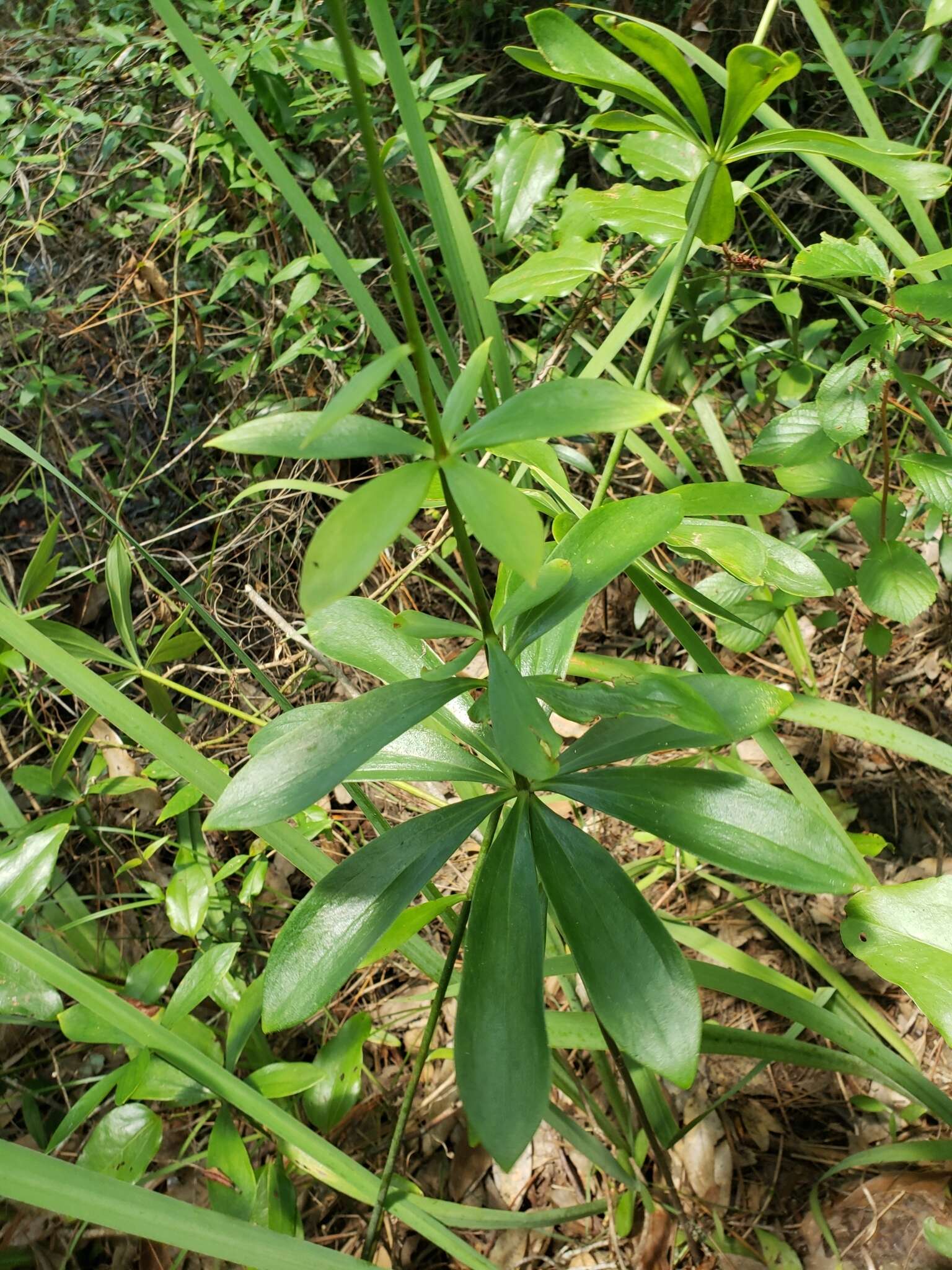 Image of panhandle lily