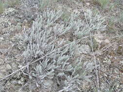 Image of Tanacetum millefolium (L.) Tzvel.