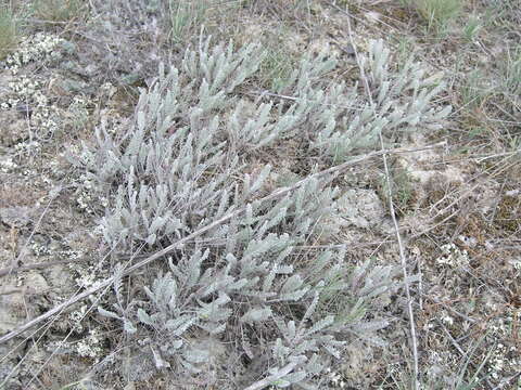 صورة Tanacetum millefolium (L.) Tzvel.