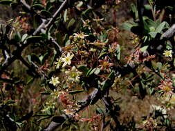 Image of Gloveria integrifolia (L. fil.) M. Jordaan