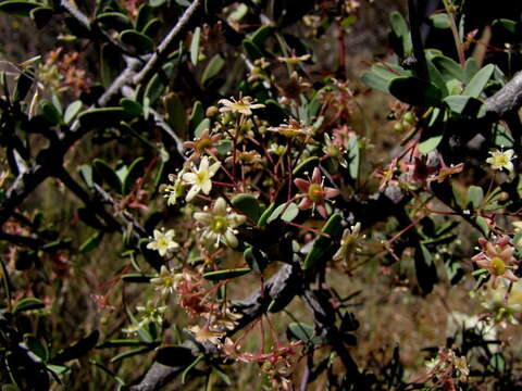 Plancia ëd Gloveria integrifolia (L. fil.) M. Jordaan