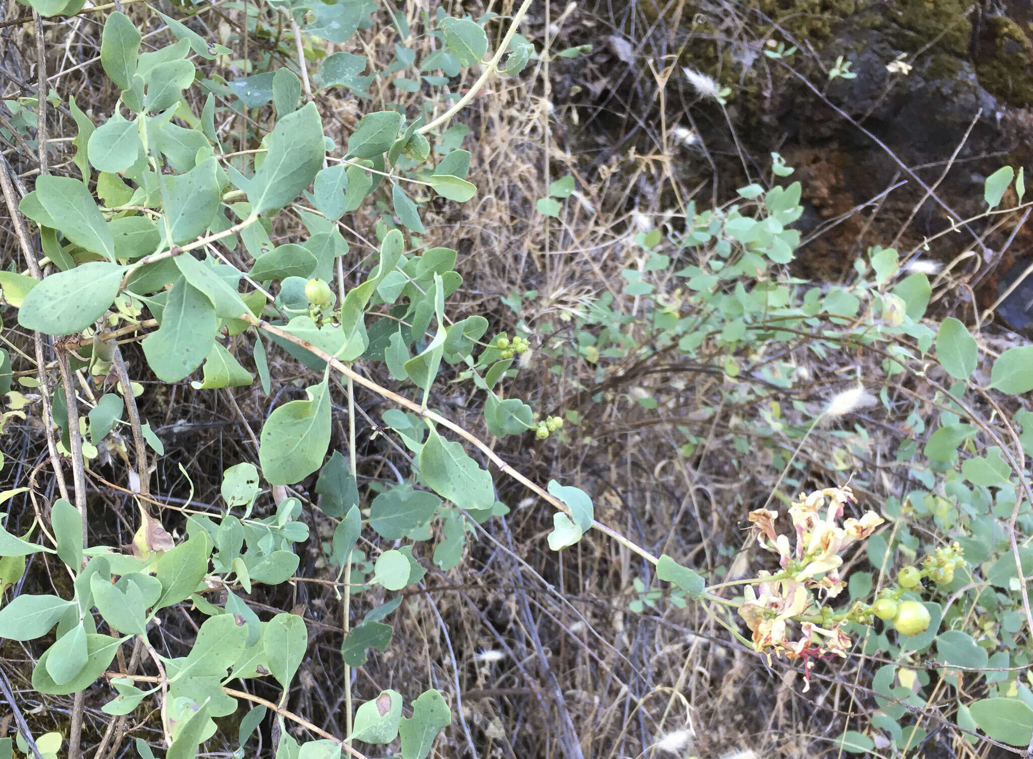 Image of chaparral honeysuckle