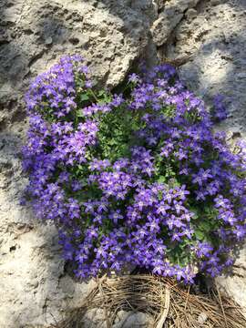 Imagem de Campanula cremnophila