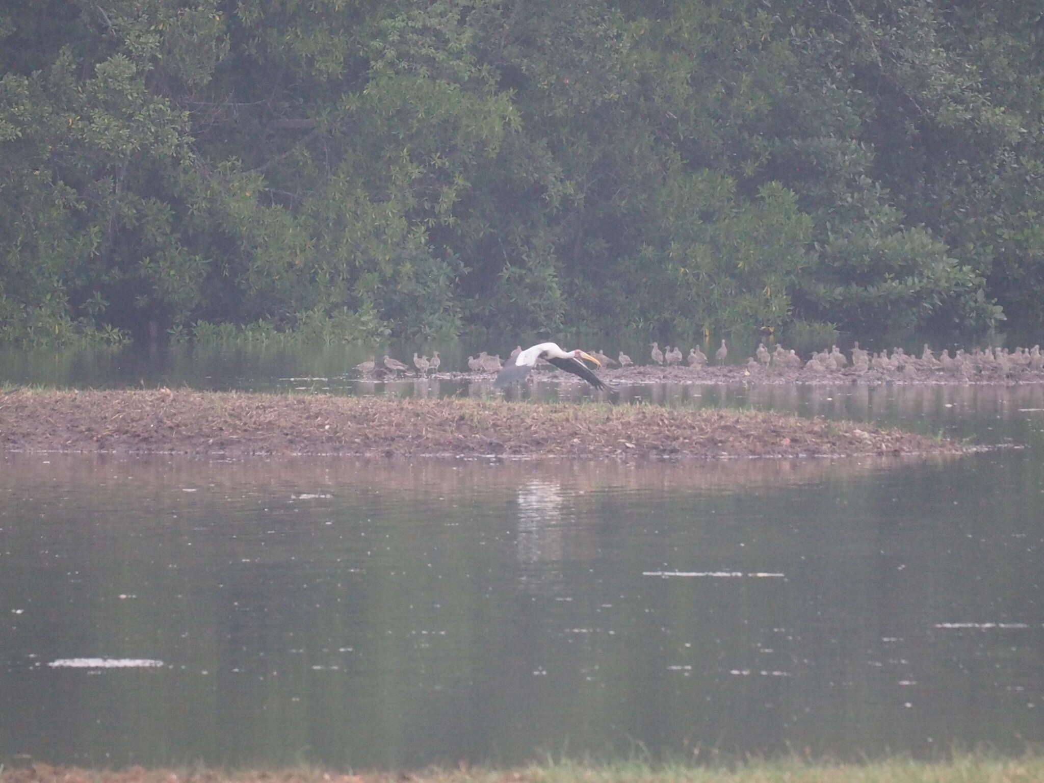 Image of Milky Stork