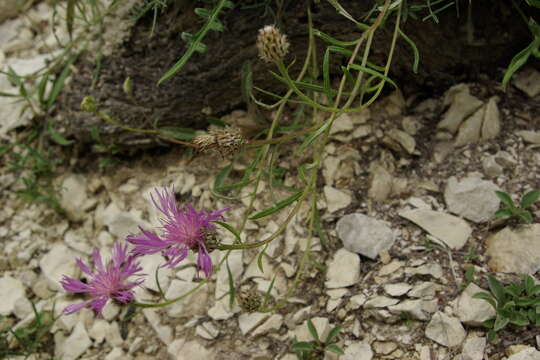 Image de Psephellus galushkoi A. A. Alieva