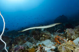 Image of Black-banded sea krait