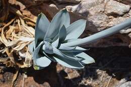 Imagem de Pseudogaltonia liliiflora J. C. Manning & Goldblatt