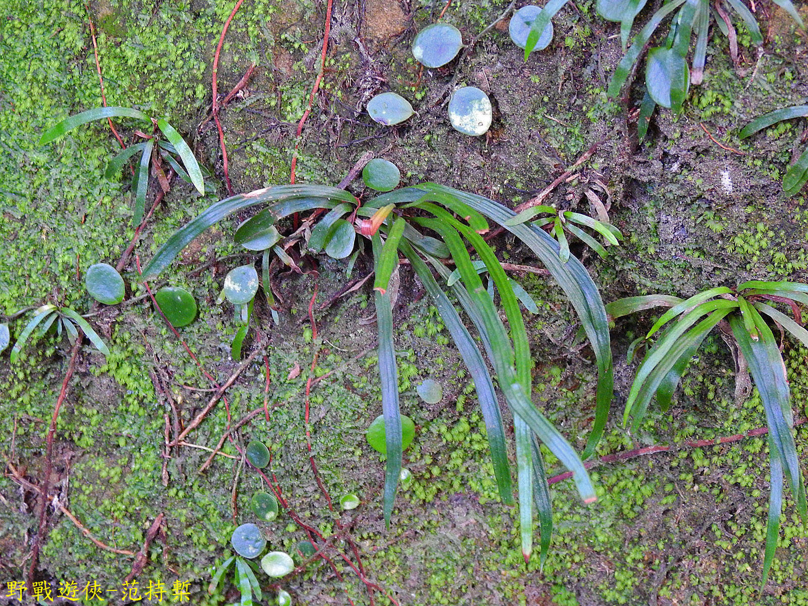 Image of Haplopteris anguste-elongata (Hayata) E. H. Crane