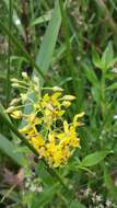 Image of earth loosestrife