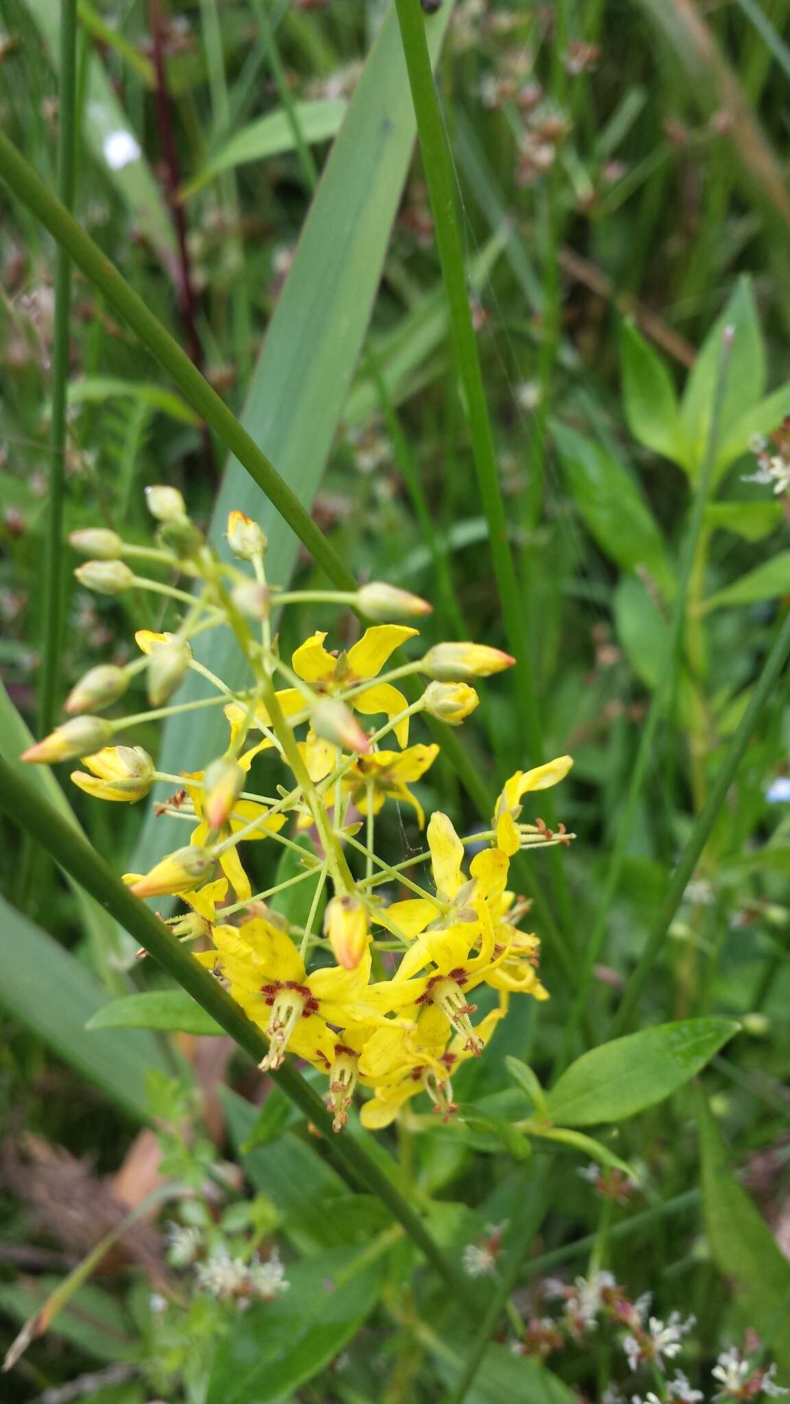 Image of earth loosestrife