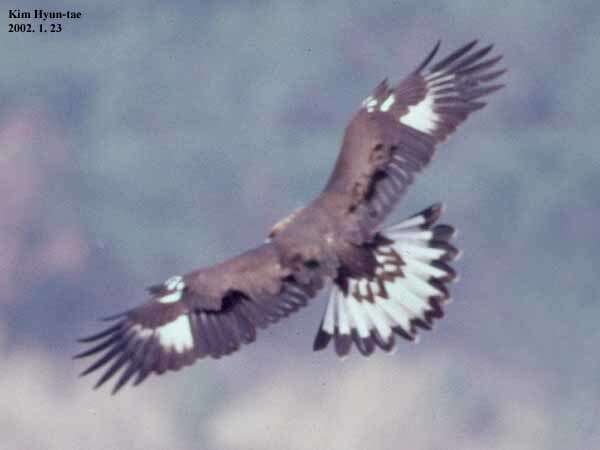 Image of Aquila chrysaetos japonica Severtsov 1888