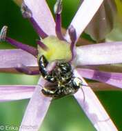 Image of Hylaeus annulatus (Linnaeus 1758)