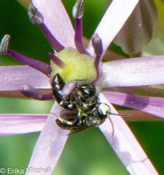 Imagem de Hylaeus annulatus (Linnaeus 1758)