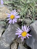 Image of <i>Erigeron <i>clokeyi</i></i> var. clokeyi