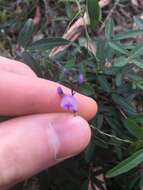 Imagem de Glycine microphylla Tindale