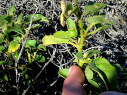 Image of Solanum tomentosum L.