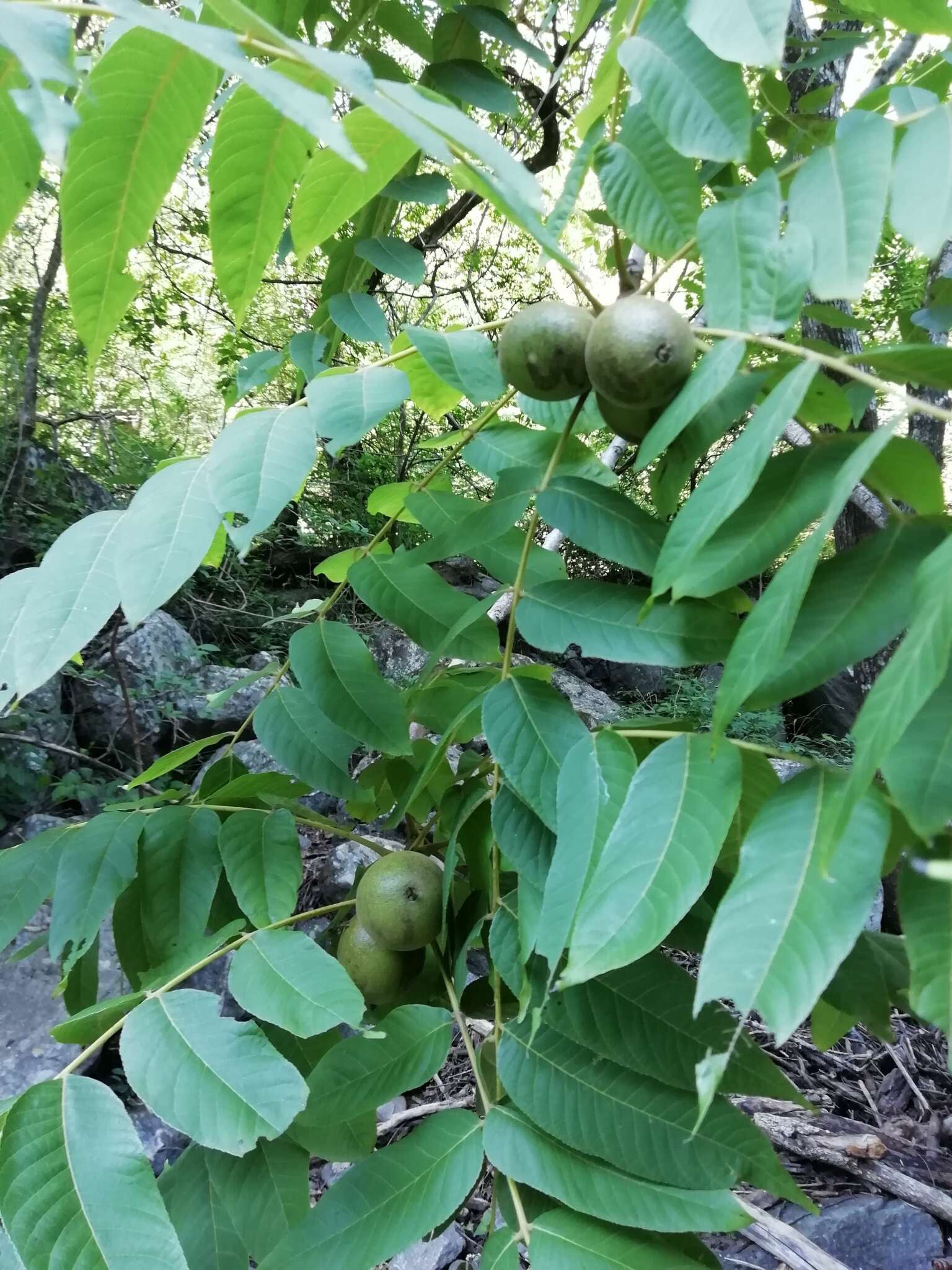 Image of Juglans australis Griseb.