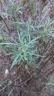 Image of San Diego sagewort