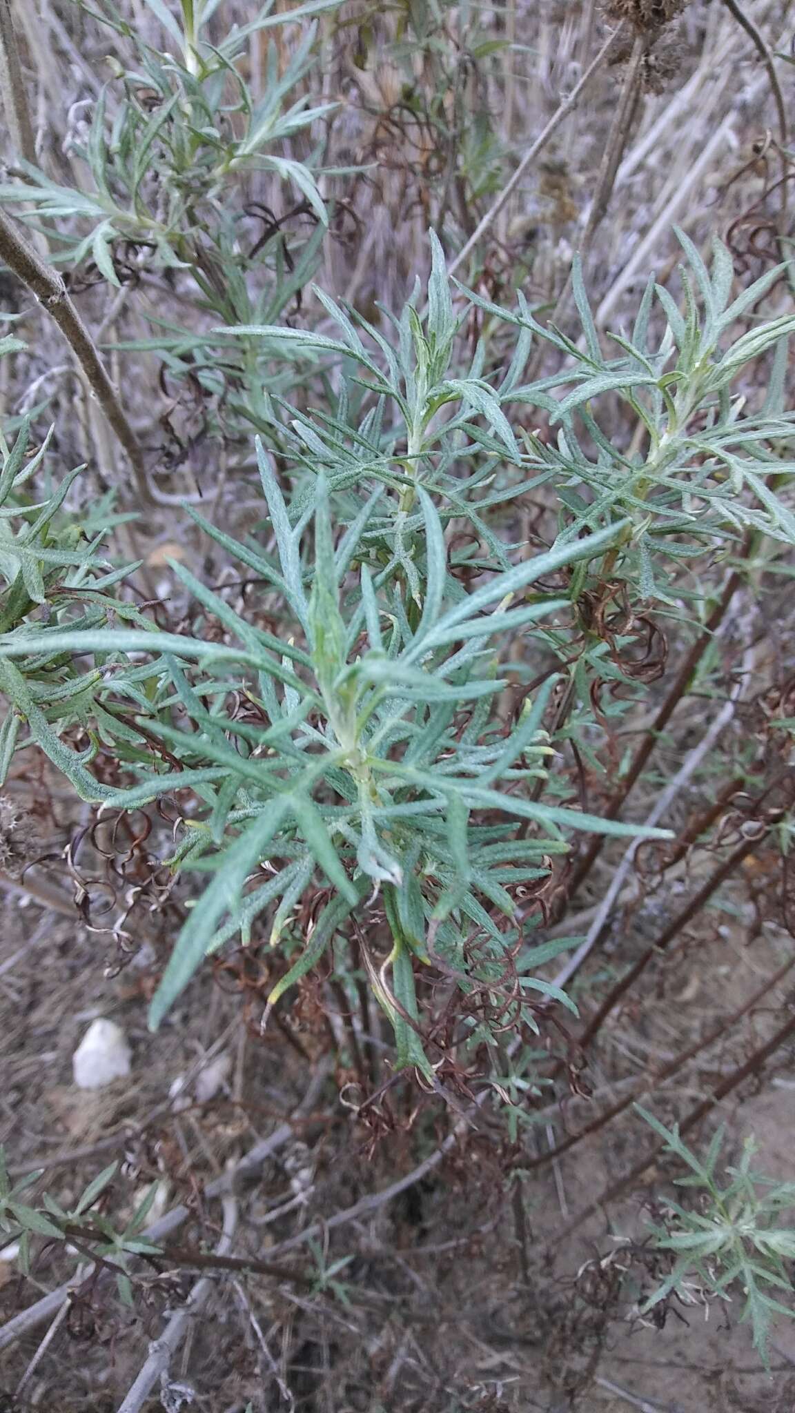 Image of San Diego sagewort