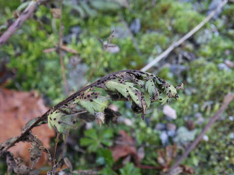 Image of Puccinia tanaceti DC. 1805