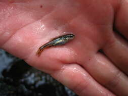 Image of Roundnose minnow