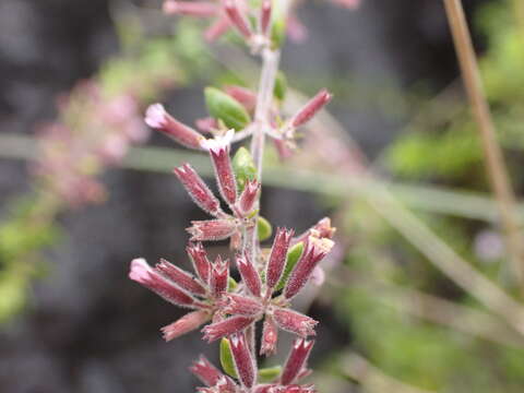 Image of Micromeria teneriffae (Poir.) Benth. ex G. Don